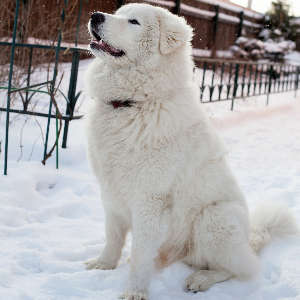 maremma sheepdog temperament