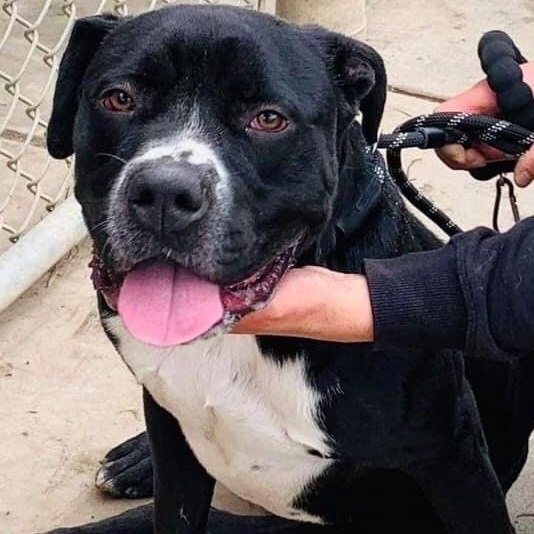 labrador retriever and american bulldog mix