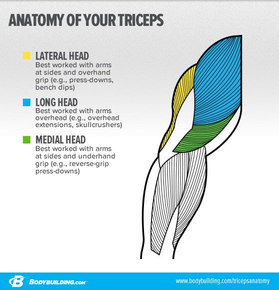 short head triceps exercises