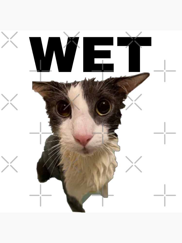 wet cat meme