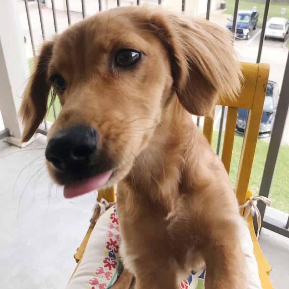 golden retriever mixed with a wiener dog