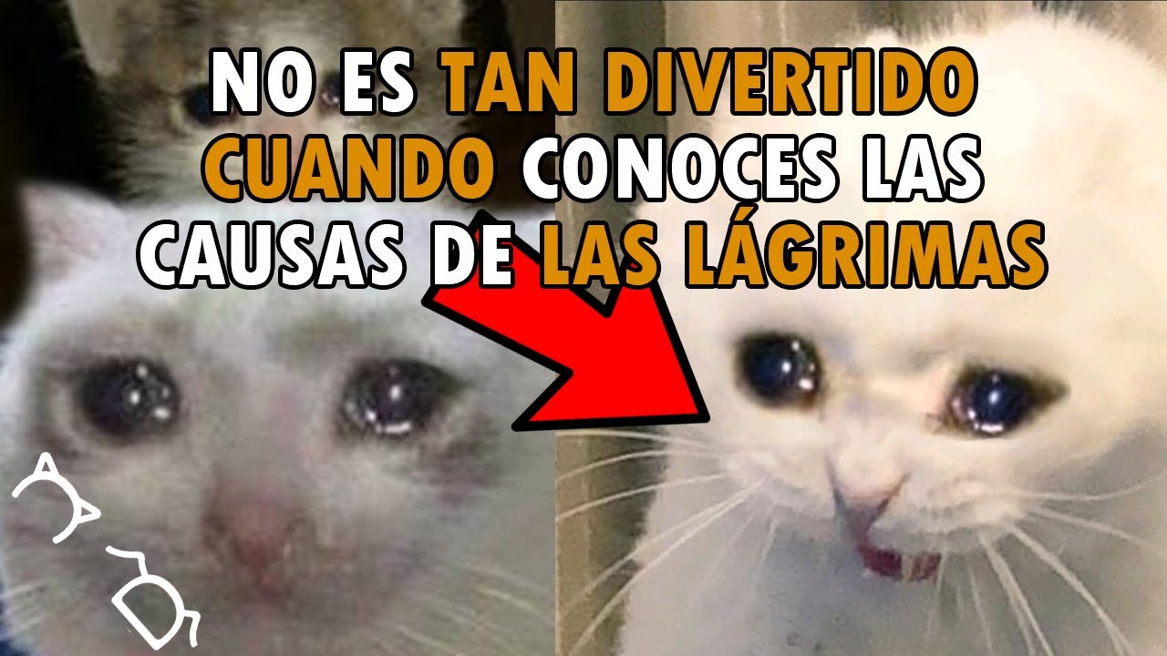 gato llorando meme