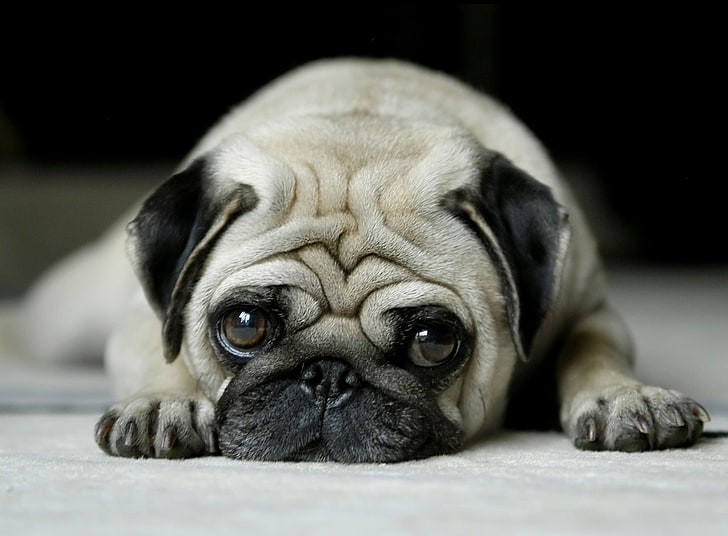 wallpaper pug dog