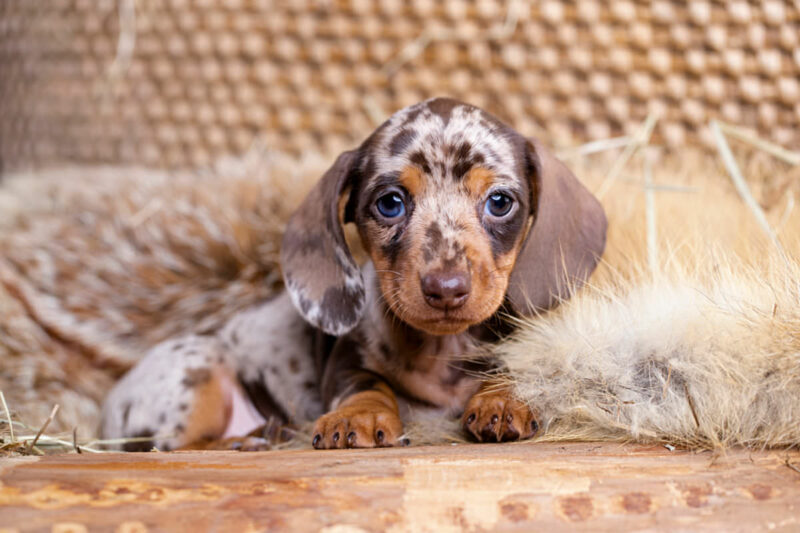 sausage dog puppy