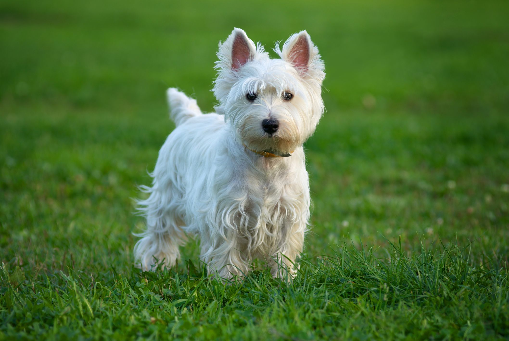 pictures of terrier breeds