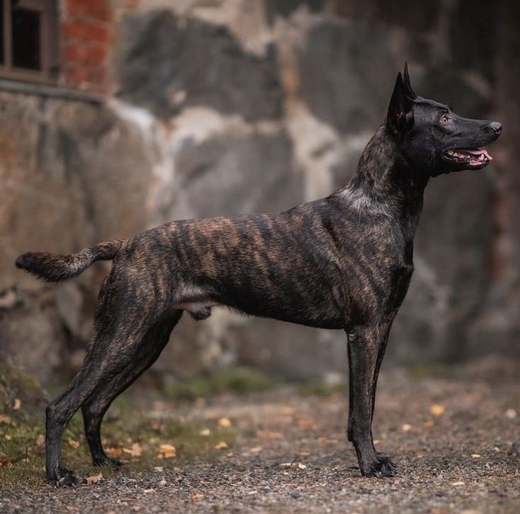 dutch shepherd rottweiler mix