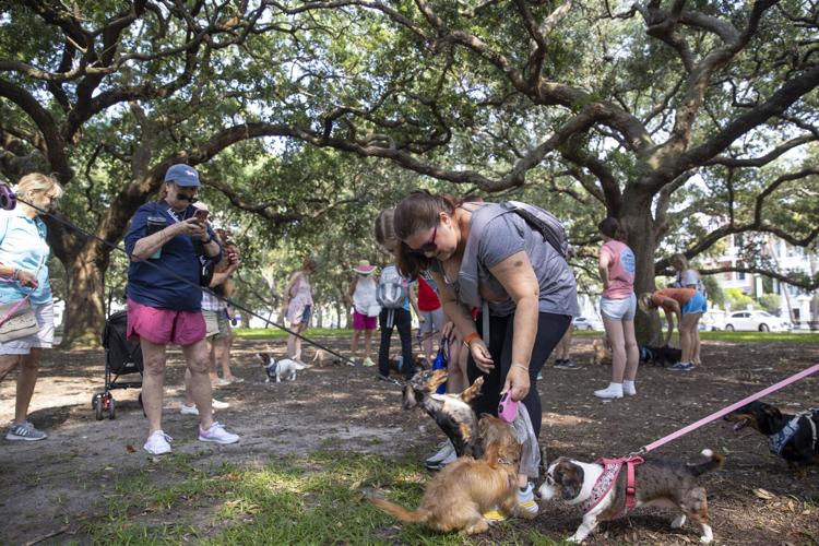 dog meetup groups near me