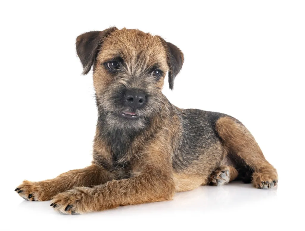 border terrier breeders