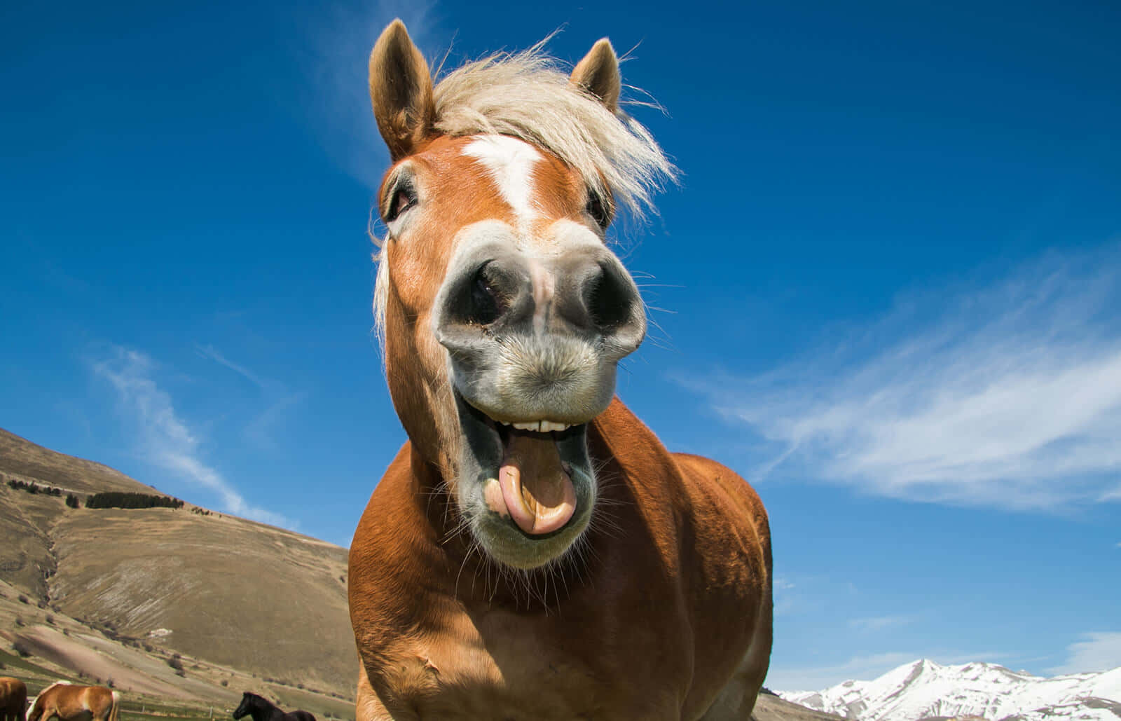 funny pictures with horses