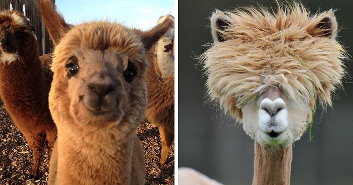 alpaca cute