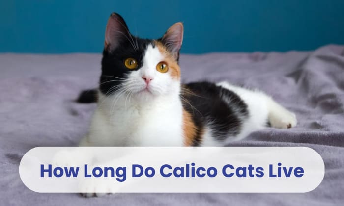 calico cat average lifespan