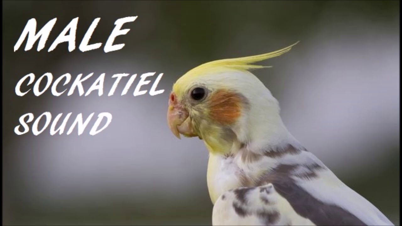 cockatiel sounds