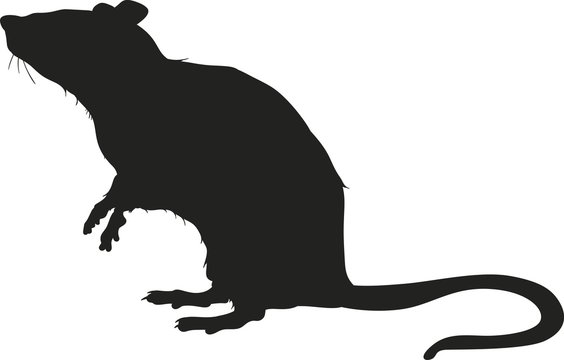 silhouette of rat