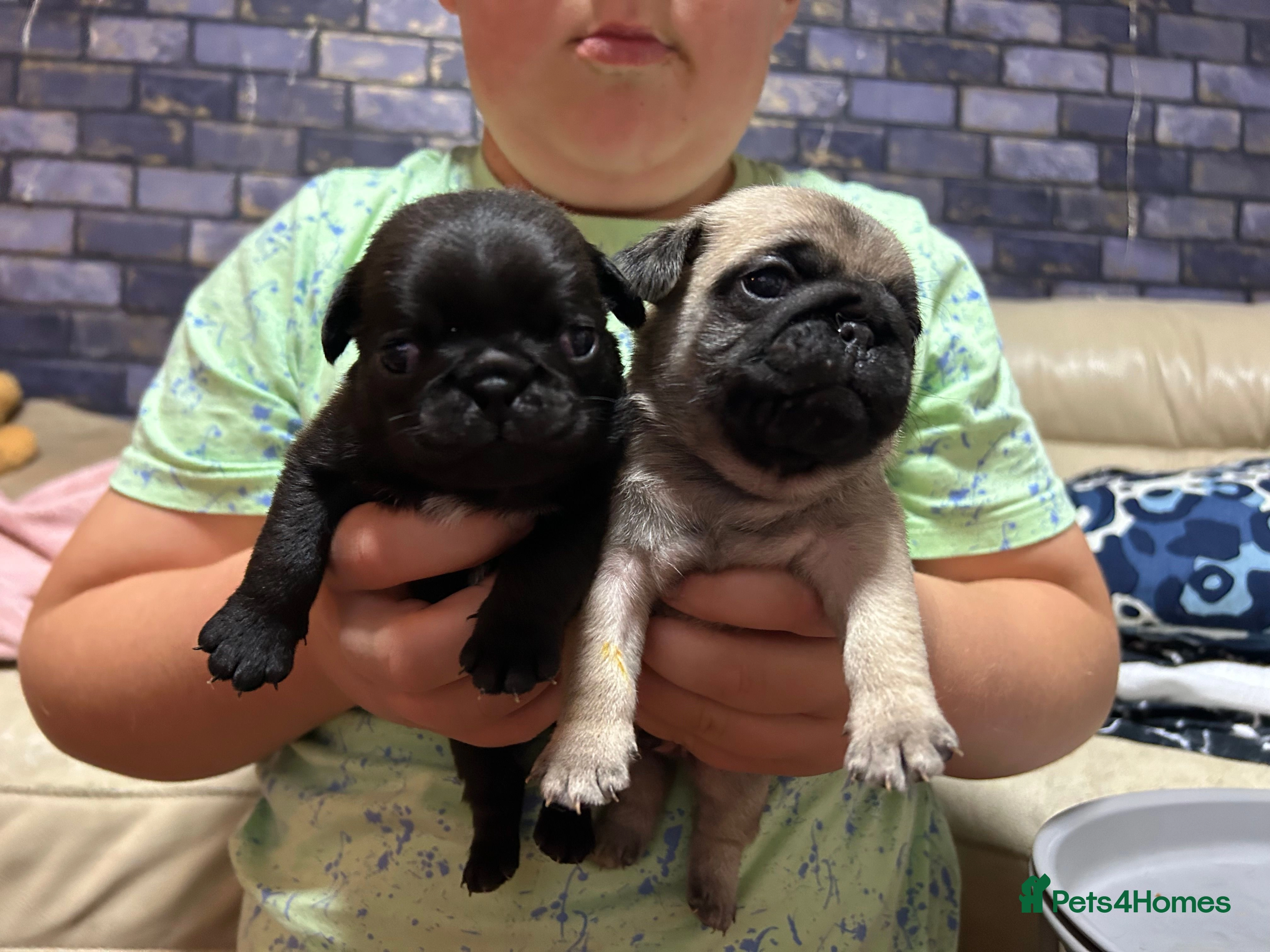 pug sale