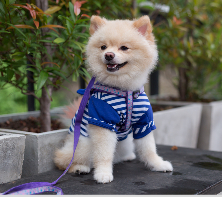 pomeranian for sale calgary