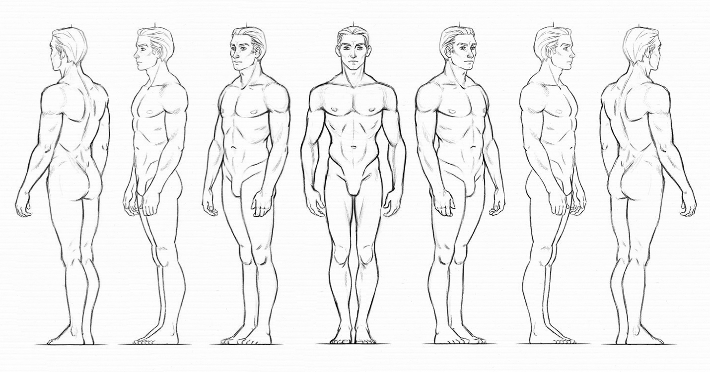 man anatomy reference