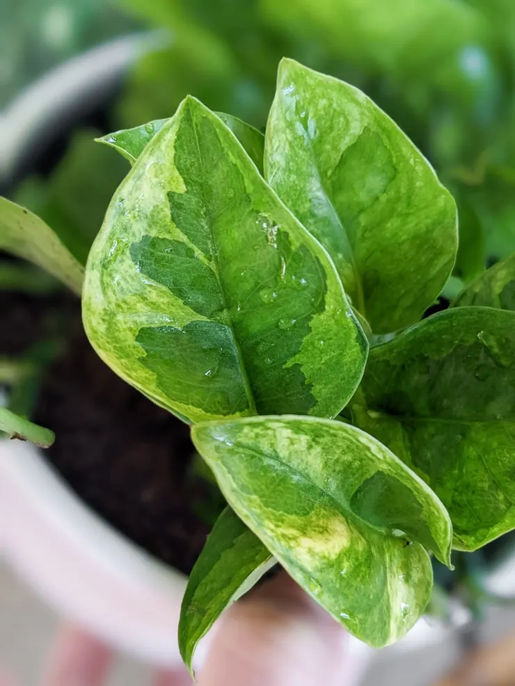 pothos lemon meringue