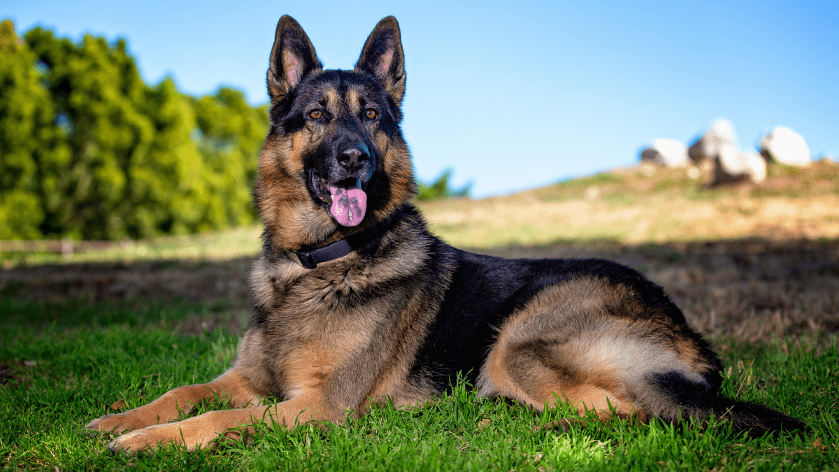 german shepherd dog pic