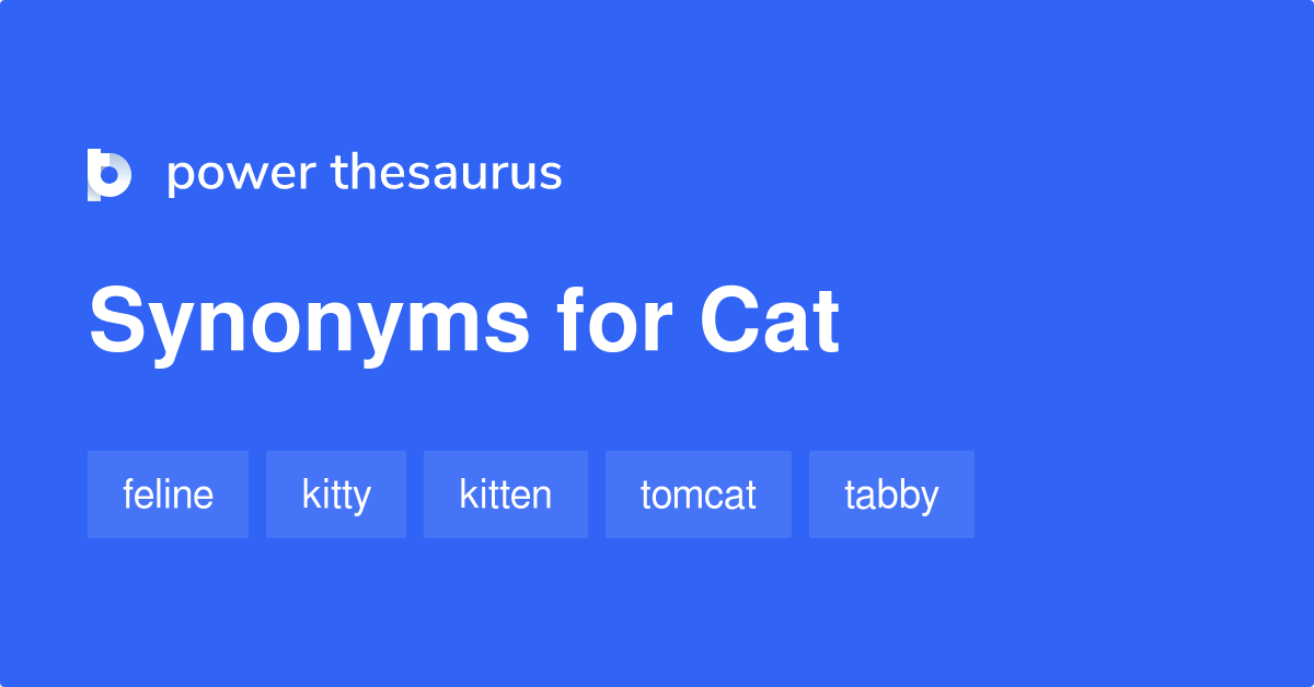 cat synonym