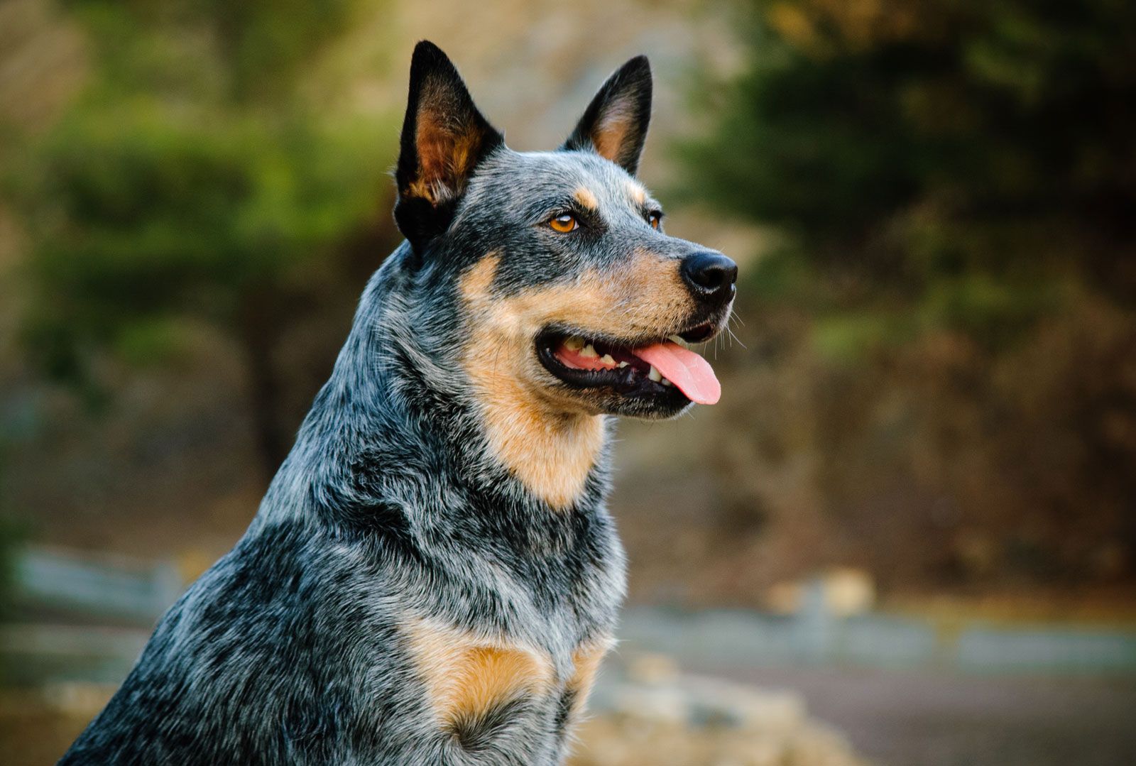 blue heeler australian