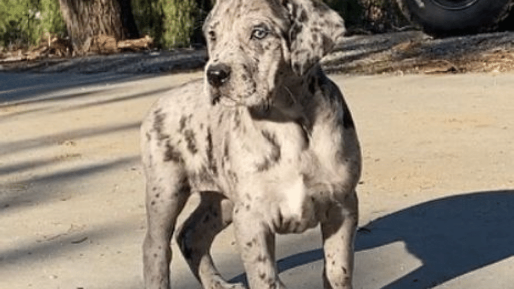 great dane cane corso mix puppies for sale