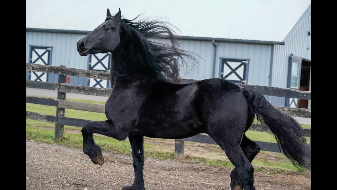 youtube friesian horses