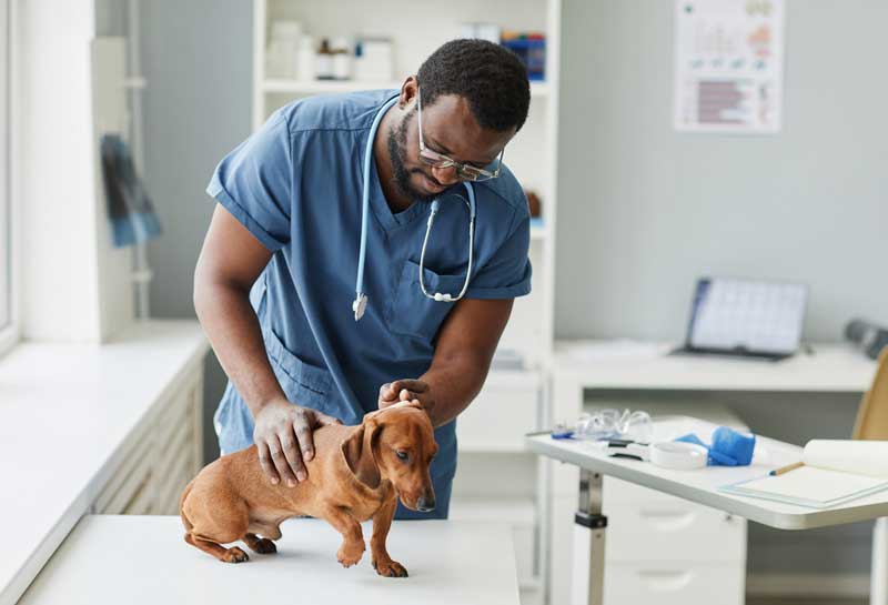 vet receptionist