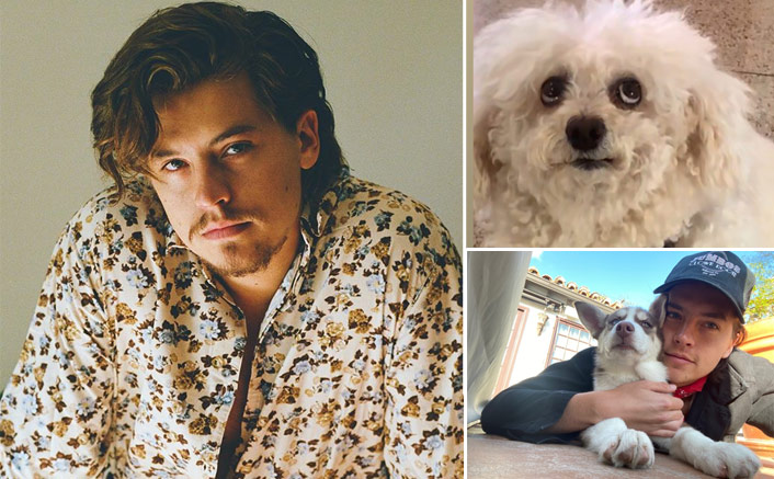 cole sprouse with dogs