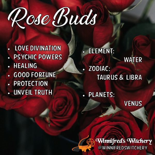 libra rose bud