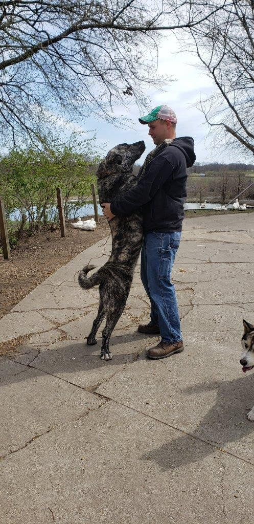 armenian gampr dog