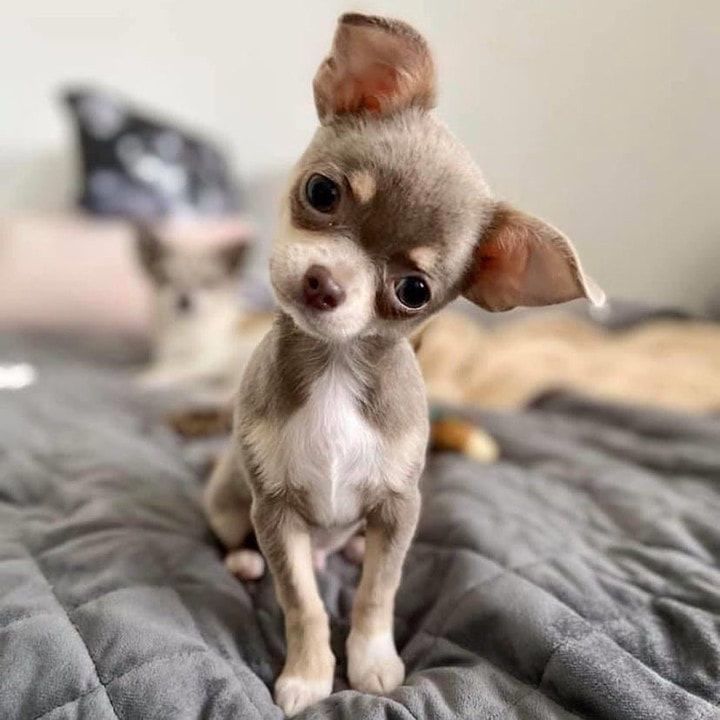 teacup chihuahua for sale near me