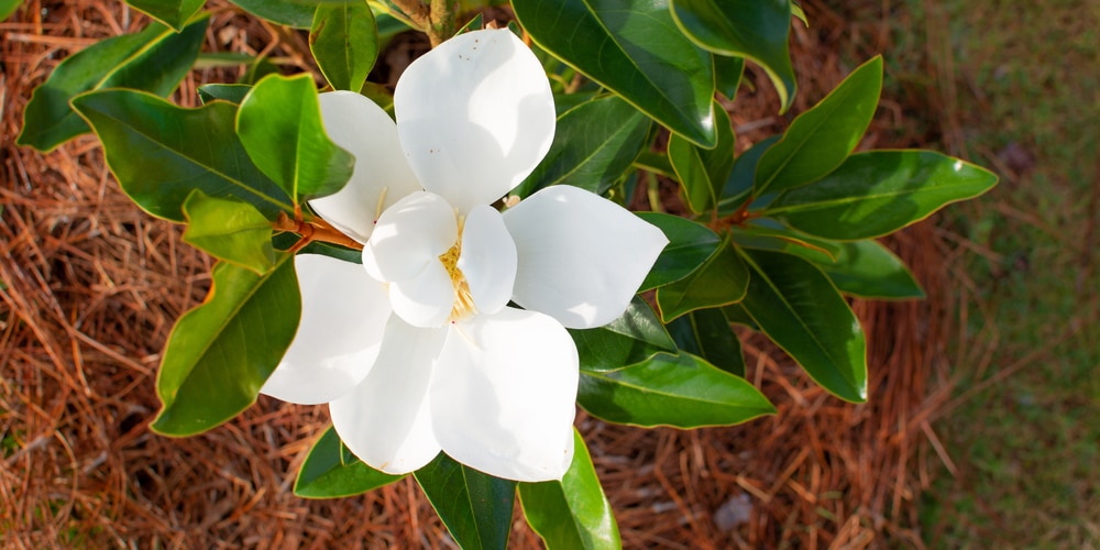 little gem magnolia tree pros and cons