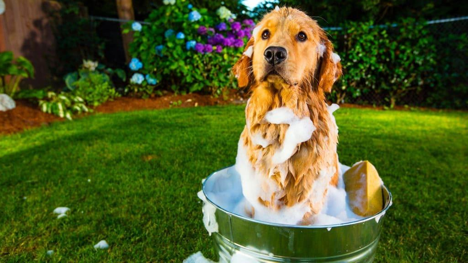 lavadero de perros sevilla