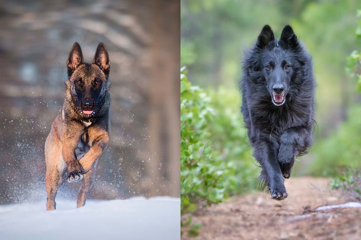 belgian tervuren vs belgian malinois