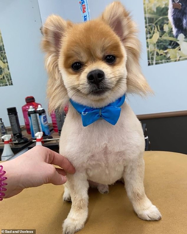 chihuahua mullet