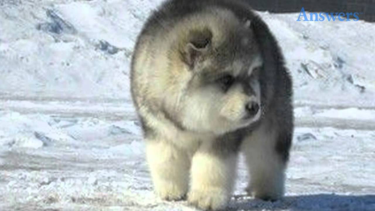 husky and polar bear mix