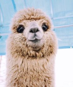 pinterest llama