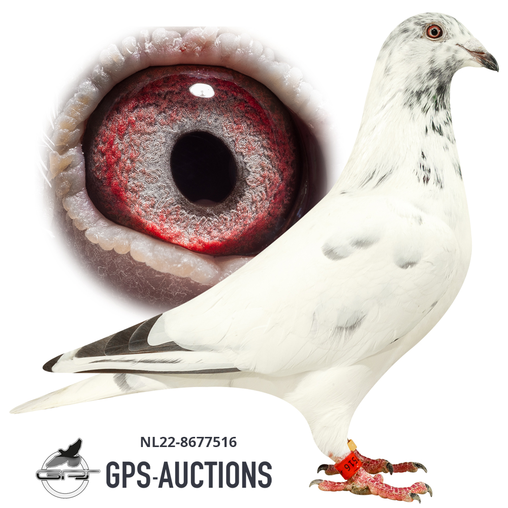 gps auctions pigeons