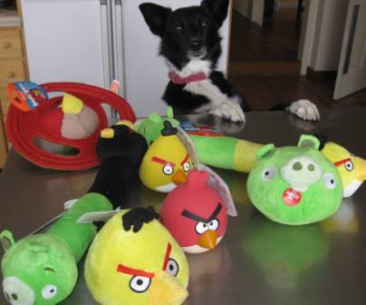 angry bird dog toy