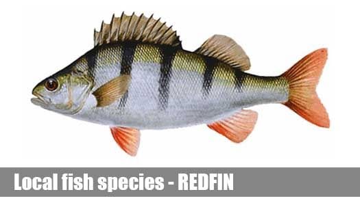 refdfin