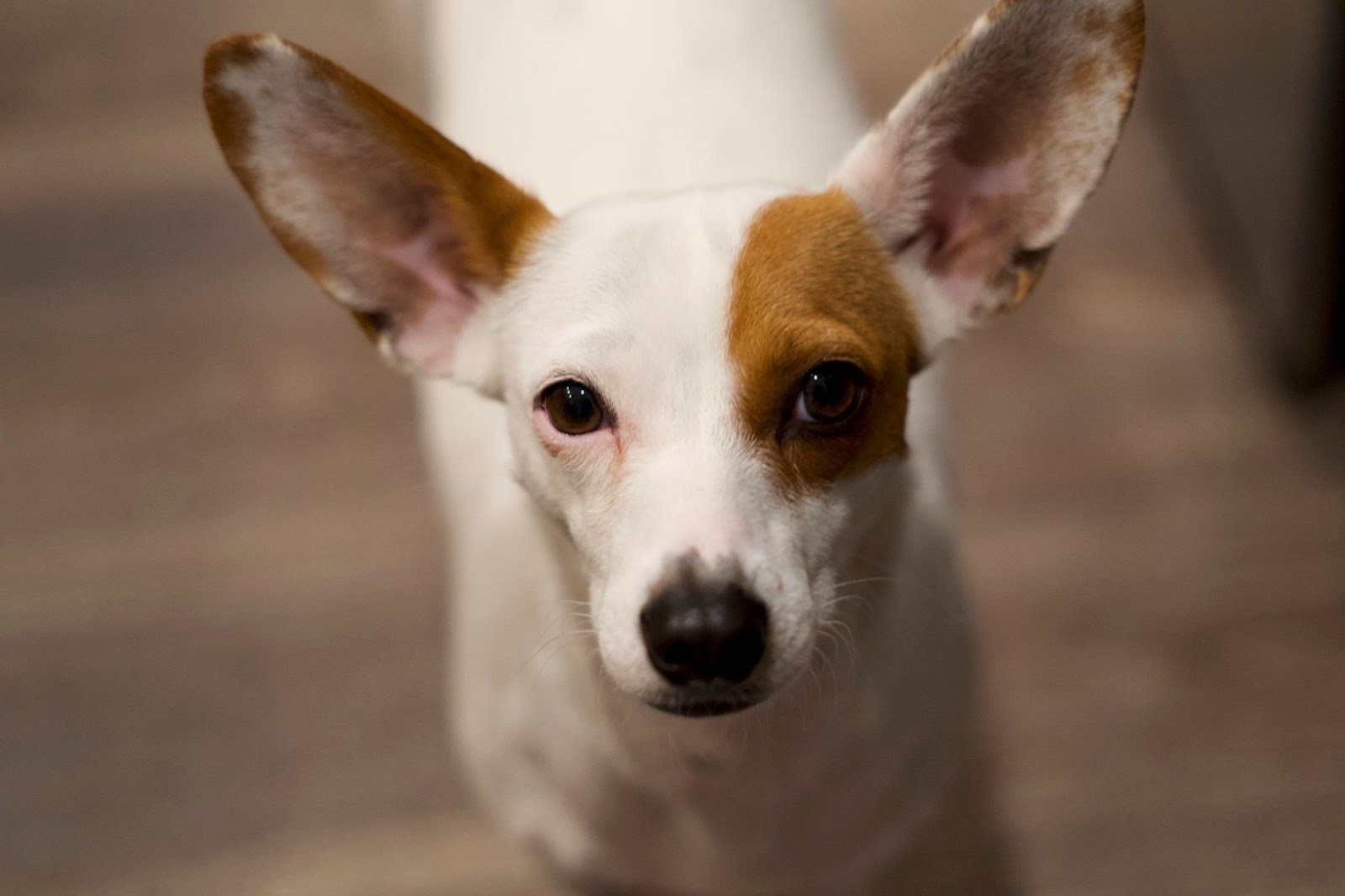 terrier mix