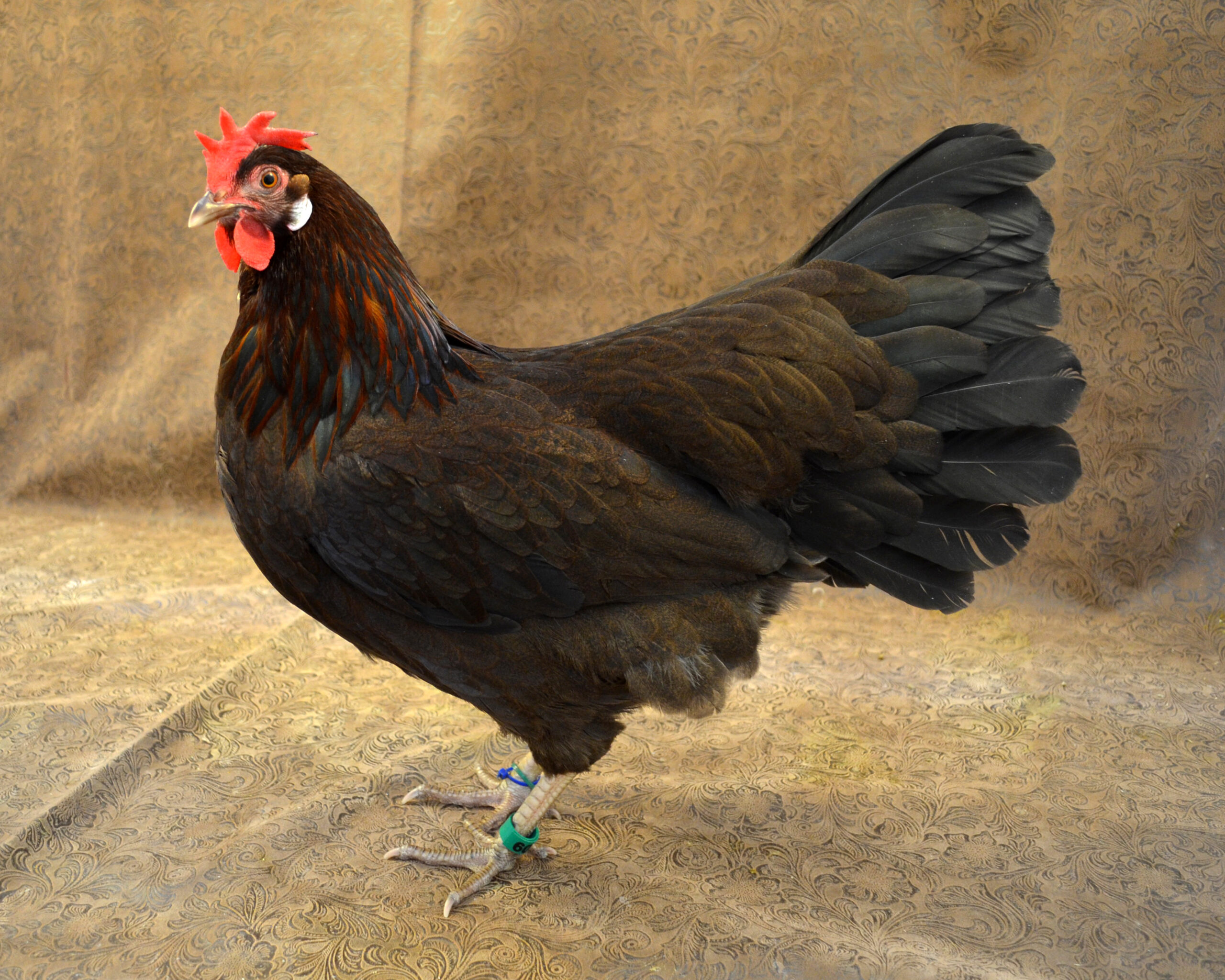 brown leghorn hen