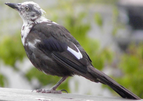 mcgill bird observatory