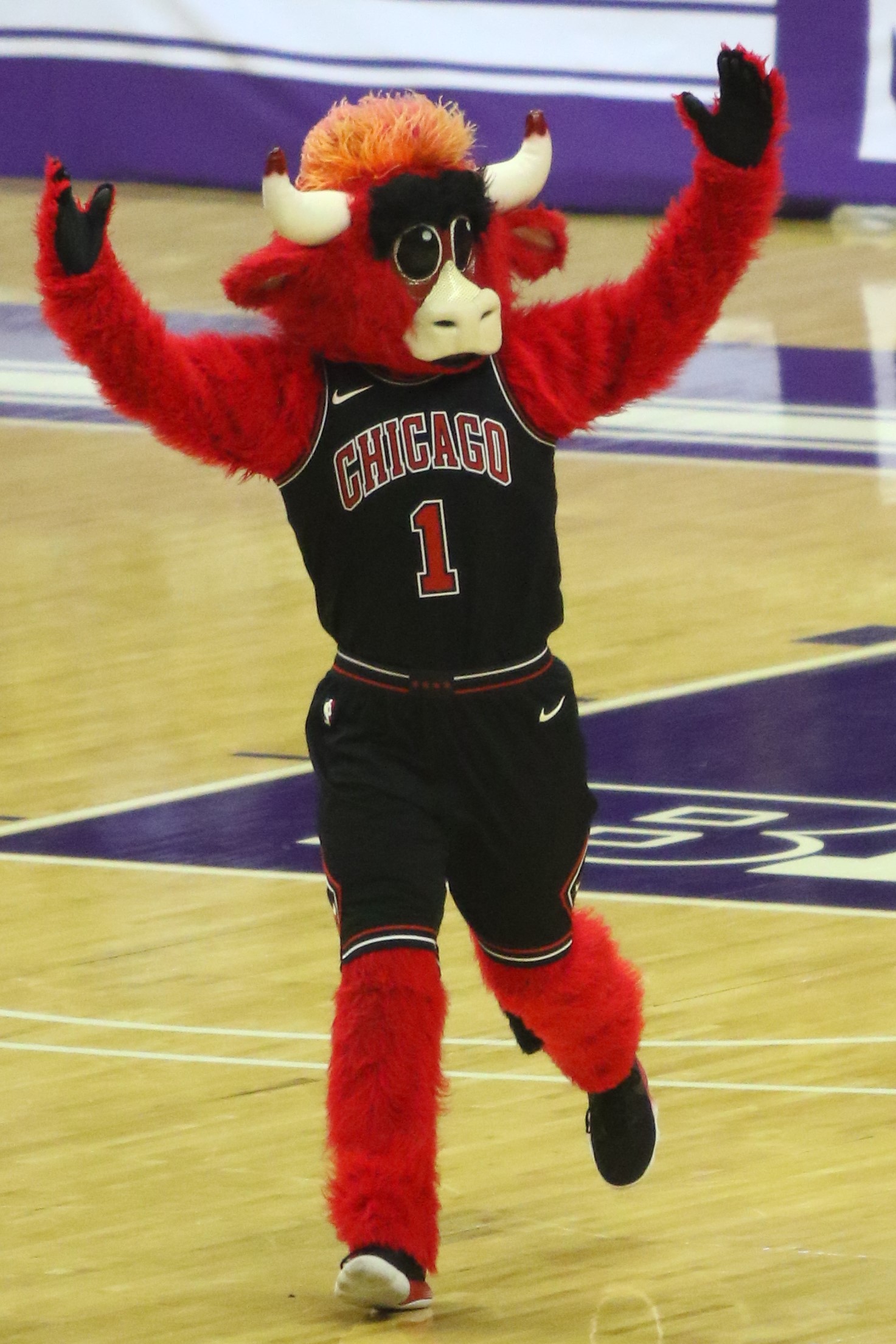 chicago bulls bull