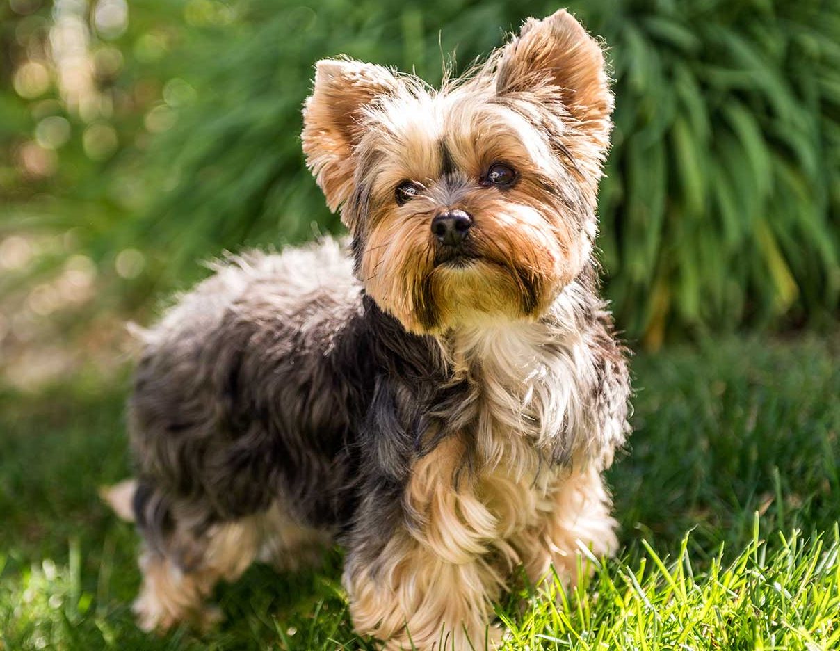 yorkshire terrier puppies for sale