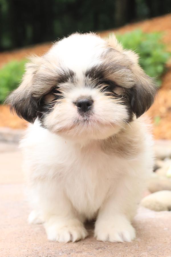 shih tzu for sale