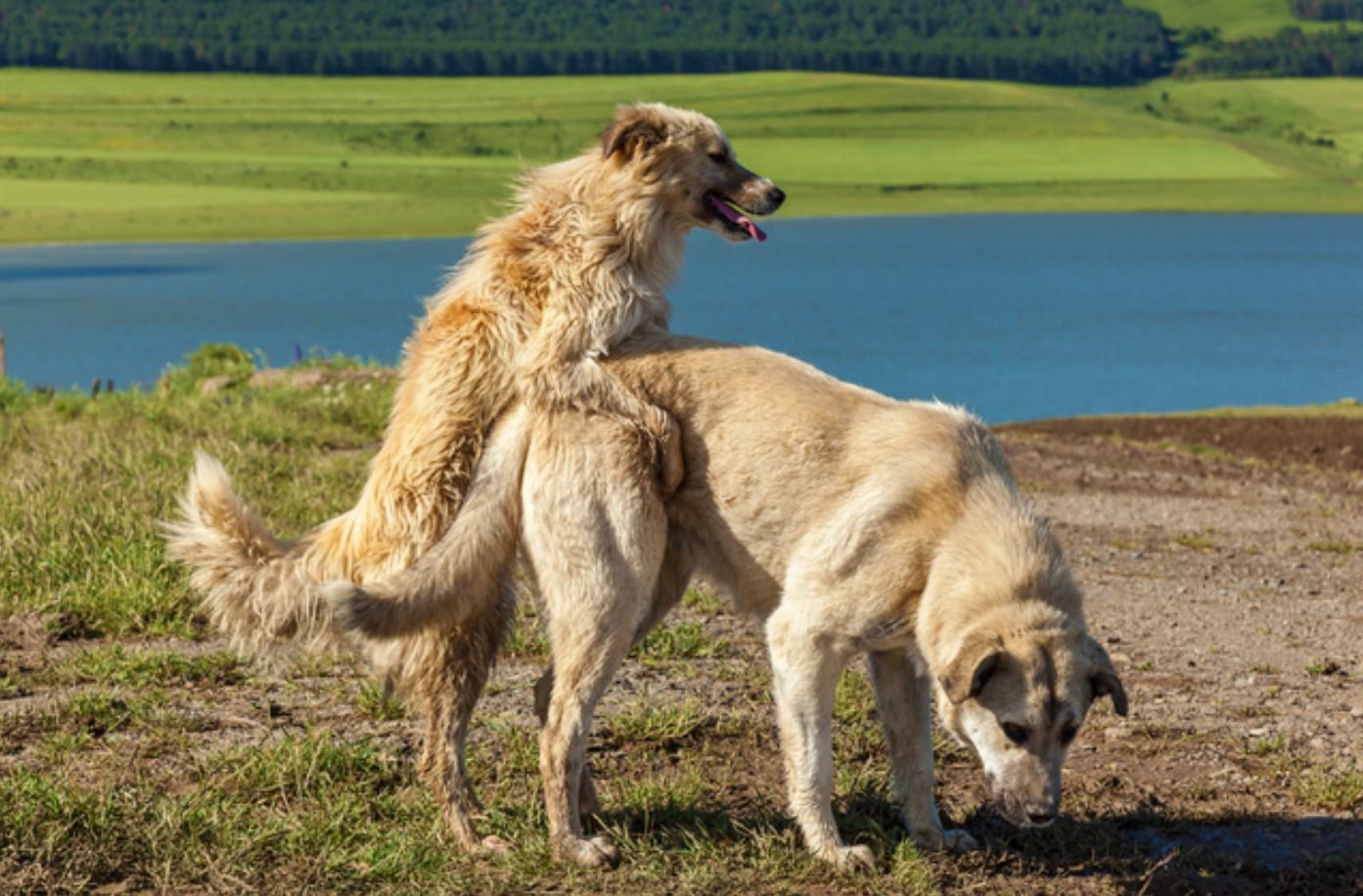 como exitar a un perro macho