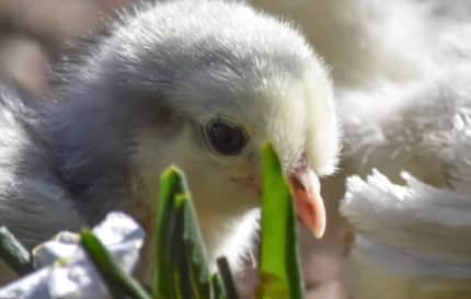 the locke view poultry zoo