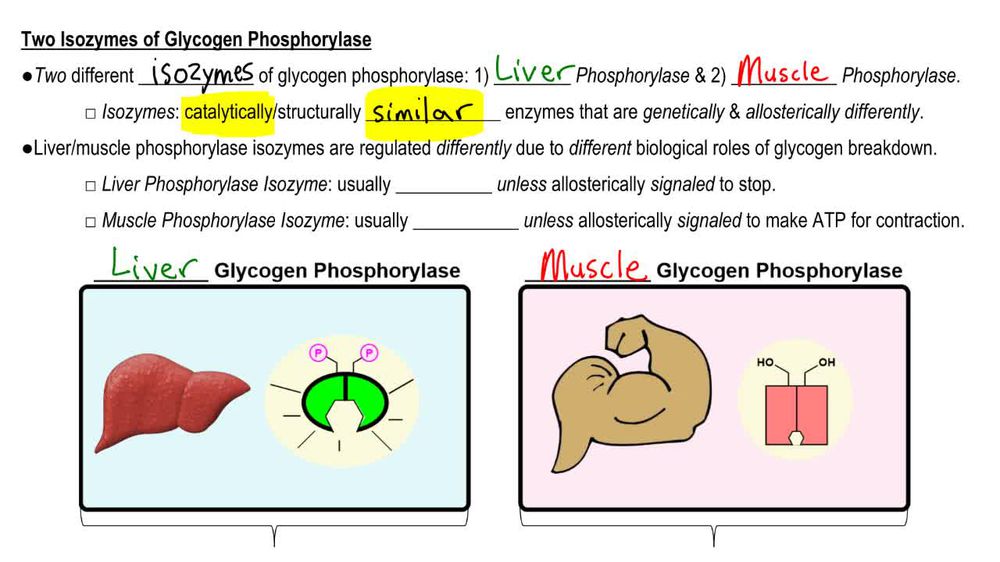 glycogen phosphorylase