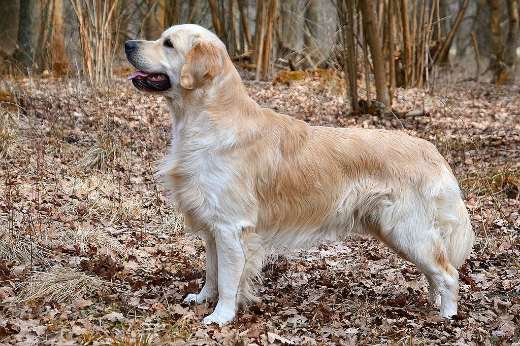 golden retrievers pictures